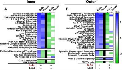 A Tale of Two Loads: Modulation of IL-1 Induced Inflammatory Responses of Meniscal Cells in Two Models of Dynamic Physiologic Loading